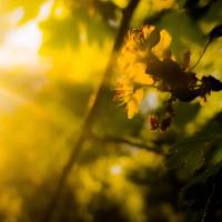 Evangelisch in Lippe